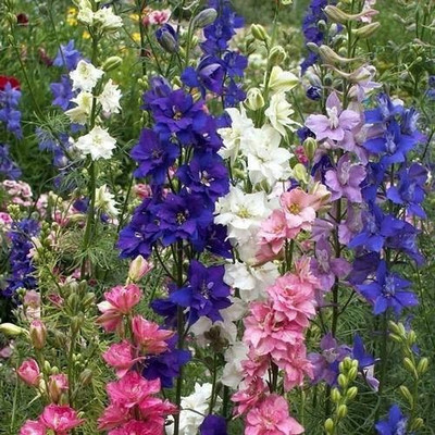 Mozette Larkspur Flower Seed(37 per packet)