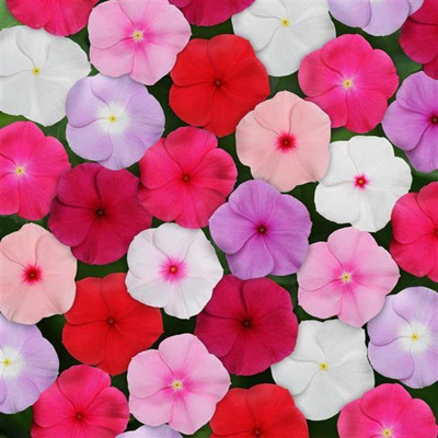CYBEXIS XLL-86 - Vinca/Sadabahar Mixed Color Flower | F1 Hybrid - (60 Seeds) Seed(60 per packet)