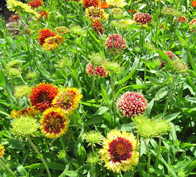 VibeX TLX-75 - Doubles Mix Gaillardia Exotic Flower - (180 Seeds) Seed(180 per packet)