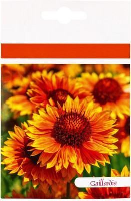 VibeX HUA-65 - Gaillardia Dwarf Goblin Flower - (60 Seeds) Seed(60 per packet)