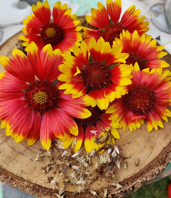 CYBEXIS Gaillardia Aristata Garden Flower Seeds Seed(50 per packet)