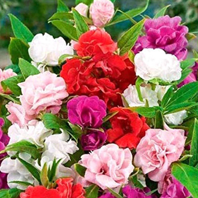 CYBEXIS NDIR-17 - Balsam Tom Thumb Mix GMO-Free - (90 Seeds) Seed(90 per packet)