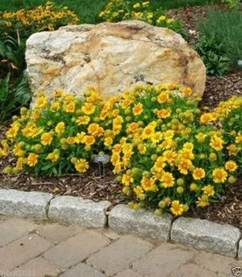 VibeX TLX-58 - Gaillardia grandiflora Mesa Peach Easy-to-grow - (60 Seeds) Seed(60 per packet)