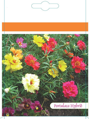 VibeX HUA-82 - Portulaca F2 Kariba Mix Flower - (900 Seeds) Seed(900 per packet)