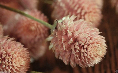 VibeX NBIR-42 - Gomphrena - Salmon - Globe Amaranth - (540 Seeds) Seed(540 per packet)