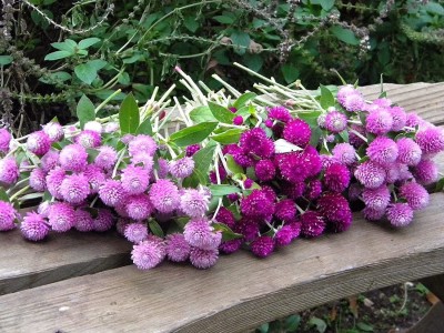 CYBEXIS GUA-83 - GOMPHRENA GLOBE MIXED FLOWER - (540 Seeds) Seed(540 per packet)