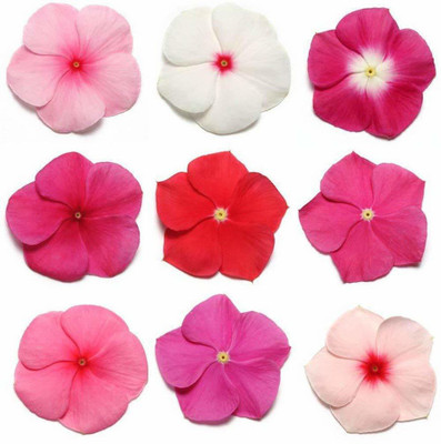 Lorvox Vinca rosea Dwarf Mixed Flower Seed(80 per packet)