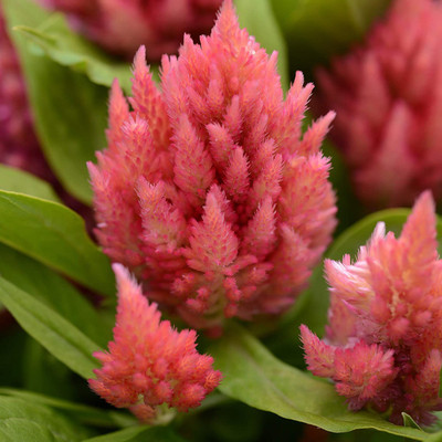 CYBEXIS Celosia Plumosa Flower Seeds Mix Color Ornamental Seed(1 g)