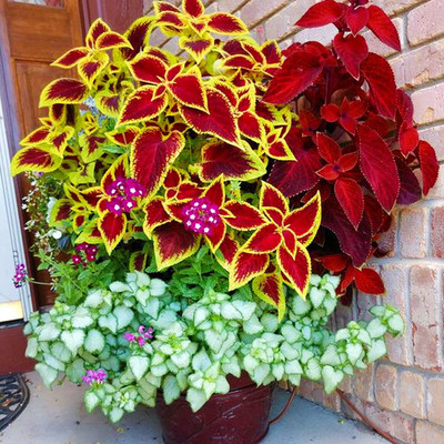 VibeX LX-64 - COLEUS RAINBOW MIXED FLOWER - (1350 Seeds) Seed(1350 per packet)