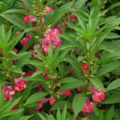 CYBEXIS XLL-69 - Imported Balsam Flower - (90 Seeds) Seed(90 per packet)