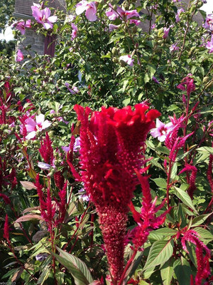 CYBEXIS XLR-23 - China Town Red Celosia Cockscomb - (180 Seeds) Seed(180 per packet)