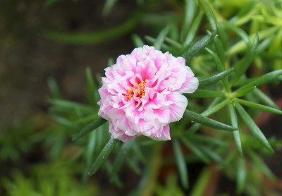 CYBEXIS PAU-11 - Rare Portulaca Moss Rose Double Mix Flower - (300 Seeds) Seed(300 per packet)