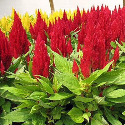 VibeX GUA-32 - CELOSIA DEEP RED FLOWER - (60 Seeds) Seed(60 per packet)