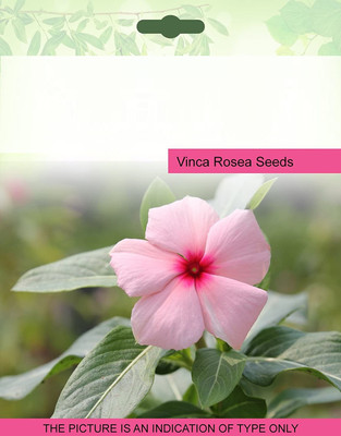 CYBEXIS Vinca Rosea Seeds Seed(1 g)