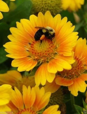 VibeX LXI-90 - Gaillardia grandiflora Mesa Peach Easy-to-grow - (180 Seeds) Seed(180 per packet)
