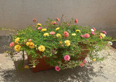 ACCELCROP Portulaca, 10 O clock Seed(65 per packet)