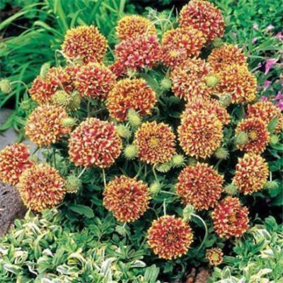 VibeX GUA-49 - Gaillardia-Aristata Mix Flower Hybrid - (540 Seeds) Seed(540 per packet)