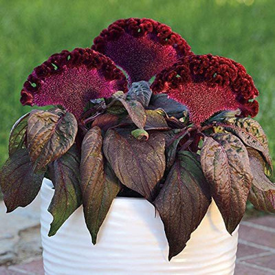 CYBEXIS HUA-14 - Celosia Dracula Flower - (60 Seeds) Seed(60 per packet)