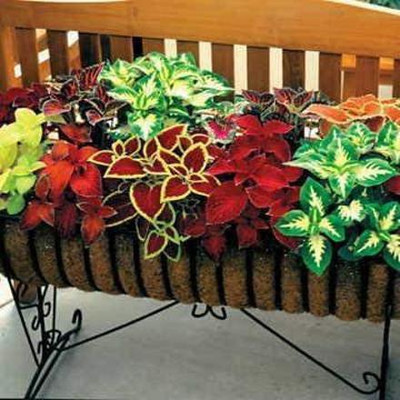 VibeX NBIR-42 - Limelight Coleus - (150 Seeds) Seed(150 per packet)