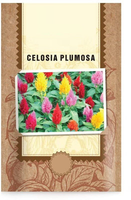 CYBEXIS Celosia Plumosa Flower Seeds Seed(50 per packet)