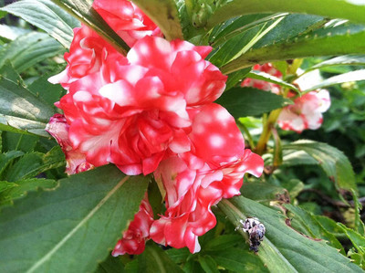 VibeX NBIR-76 - Balsam Tom Thumb Flower - (270 Seeds) Seed(270 per packet)