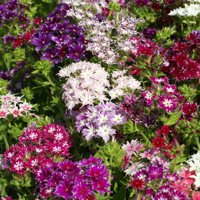 Mozette Phox twinkle Flower Seed(27 per packet)