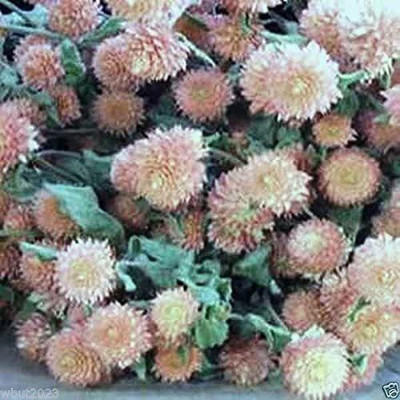 CYBEXIS PUAS-77 - Gomphrena - Salmon - Globe Amaranth - (60 Seeds) Seed(60 per packet)