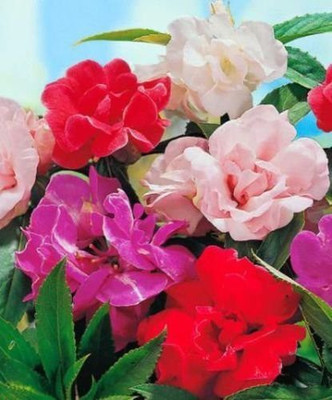 VibeX VXI-19 - Balsam (Summer) Flower - (30 Seeds) Seed(30 per packet)
