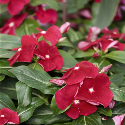 CYBEXIS LX-81 - Vinca Red F1 Hybrid - (540 Seeds) Seed(540 per packet)