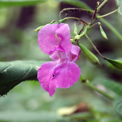 VibeX LX-47 - Himalayan Balsam Plant - (30 Seeds) Seed(30 per packet)