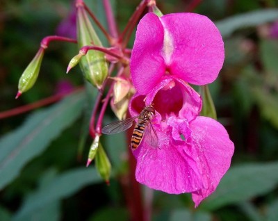 VibeX XLL-18 - Himalayan Balsam Plant - (270 Seeds) Seed(270 per packet)