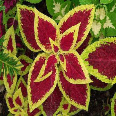 VibeX GBPUT-44 - Coleus Rainbow Mixed - (1350 Seeds) Seed(1350 per packet)