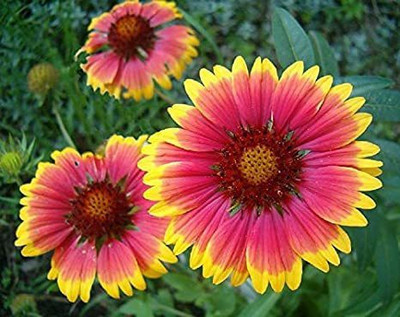 CYBEXIS GUA-32 - Gaillardia ‘Mix’ F1 Hybrid Flower - (60 Seeds) Seed(60 per packet)