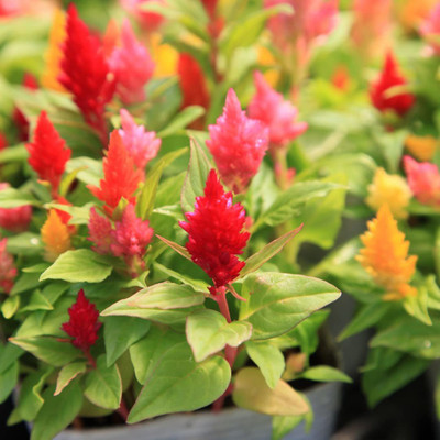 CYBEXIS XLL-18 - CELOSIA - LILIPUT MIXED -Flower - (180 Seeds) Seed(180 per packet)