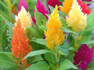 CYBEXIS VXI-53 - Celosia Mix Large flowers also called Cockscomb - (540 Seeds) Seed(540 per packet)