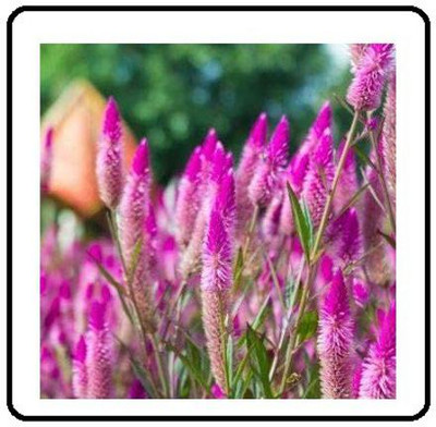 CYBEXIS XLR-40 - Celosia Flamingo Cockscomb - (180 Seeds) Seed(180 per packet)