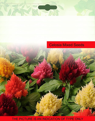 CYBEXIS XLL-1 - Celosia Cristata/Cockscomb - (180 Seeds) Seed(180 per packet)