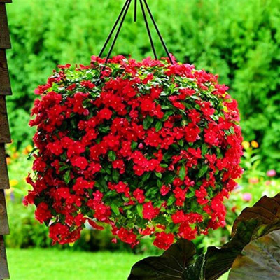 CYBEXIS TLX-24 - Hybrid Vinca Red - (180 Seeds) Seed(180 per packet)