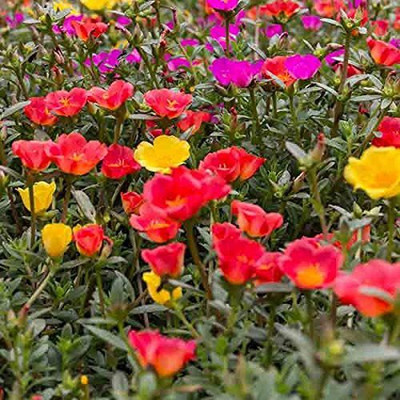 CYBEXIS VXI-2 - Portulaca Double Mixed Flower - (100 Seeds) Seed(100 per packet)