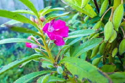 CYBEXIS Balsam Camellia Mixed Flower Seeds Impatiens Balsamina Seed(25 per packet)
