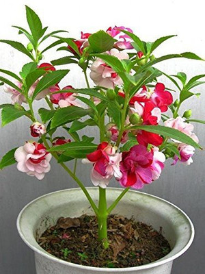 CYBEXIS Balsam Tom Thumb Mix (Impatiens Balsmina) Seeds Seed(1 g)