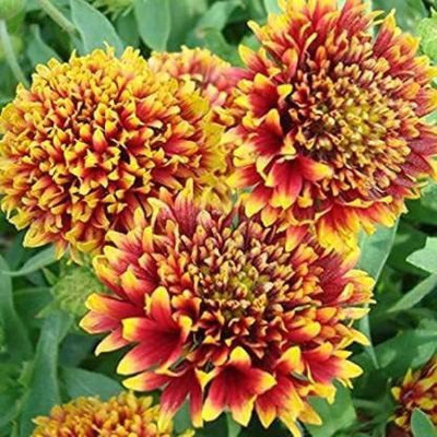 VibeX NBIR-25 - F1 HYBRID GAILLARDIA MIXED FLOWER - (180 Seeds) Seed(180 per packet)