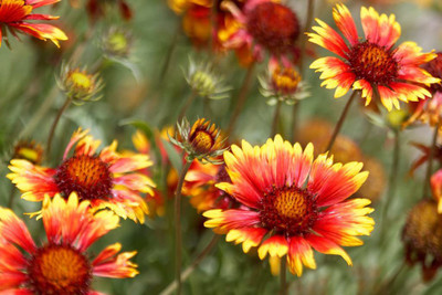 VibeX LXI-73 - Gaillardia Flower - (180 Seeds) Seed(180 per packet)