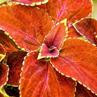 CYBEXIS HUA-82 - Coleus- Fairway Orange - (1350 Seeds) Seed(1350 per packet)