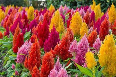 CYBEXIS KGF -3 - Celosia Pulmosa Flower - (540 Seeds) Seed(540 per packet)