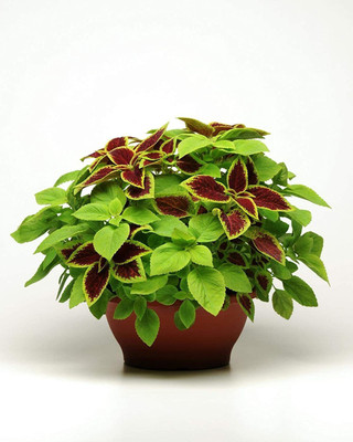 CYBEXIS VXI-53 - Rare Flower Coleus - (150 Seeds) Seed(150 per packet)