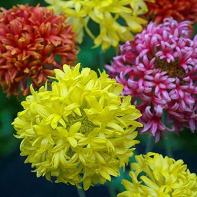 CYBEXIS XLL-52 - Gaillardia Mix Flower - (540 Seeds) Seed(540 per packet)