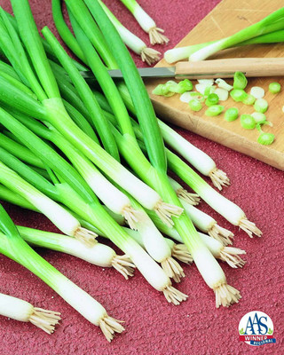 Mozette Bunching Onion Vegetable Seed(37 per packet)