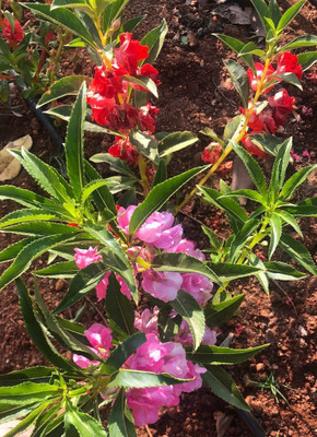 CYBEXIS HUA-82 - Balsam Double Mixed - (270 Seeds) Seed(270 per packet)