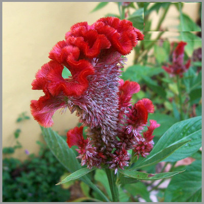 CYBEXIS Cockscomb Rose/Red (Celosia) Flower Seeds Seed(50 per packet)